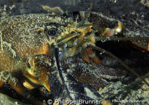 Crayfish by Philippe Brunner 